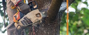 Sibley, IA Tree Care Company